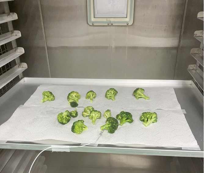 ブランチング後のブロッコリーをトレイの上に並べて急速冷凍している状態