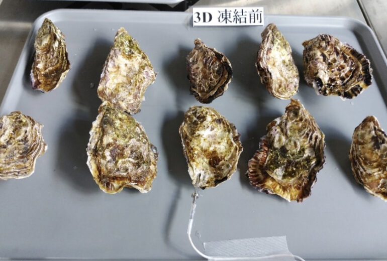 トレーに載せられた10個の殻付き牡蠣