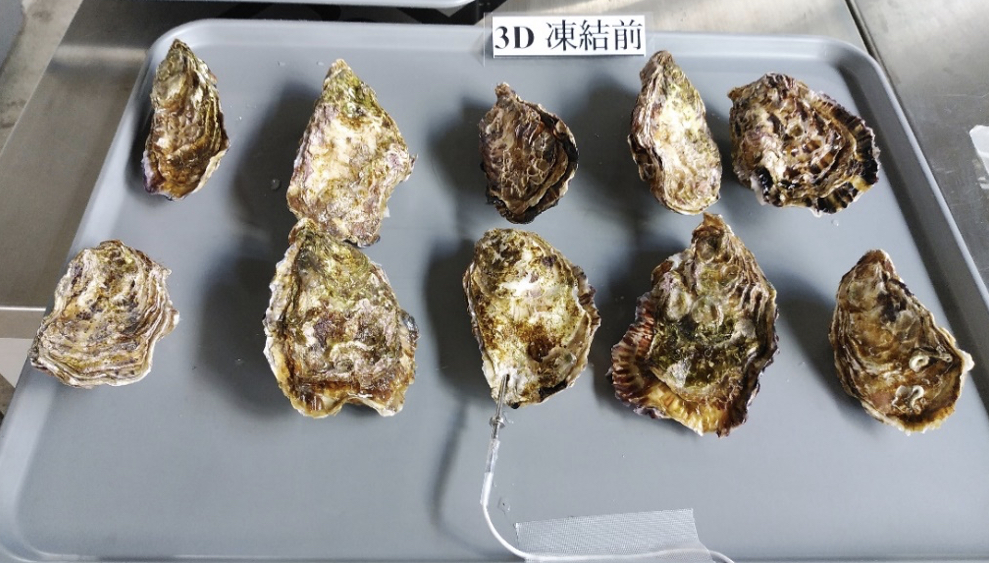 トレーに載せられた10個の殻付き牡蠣