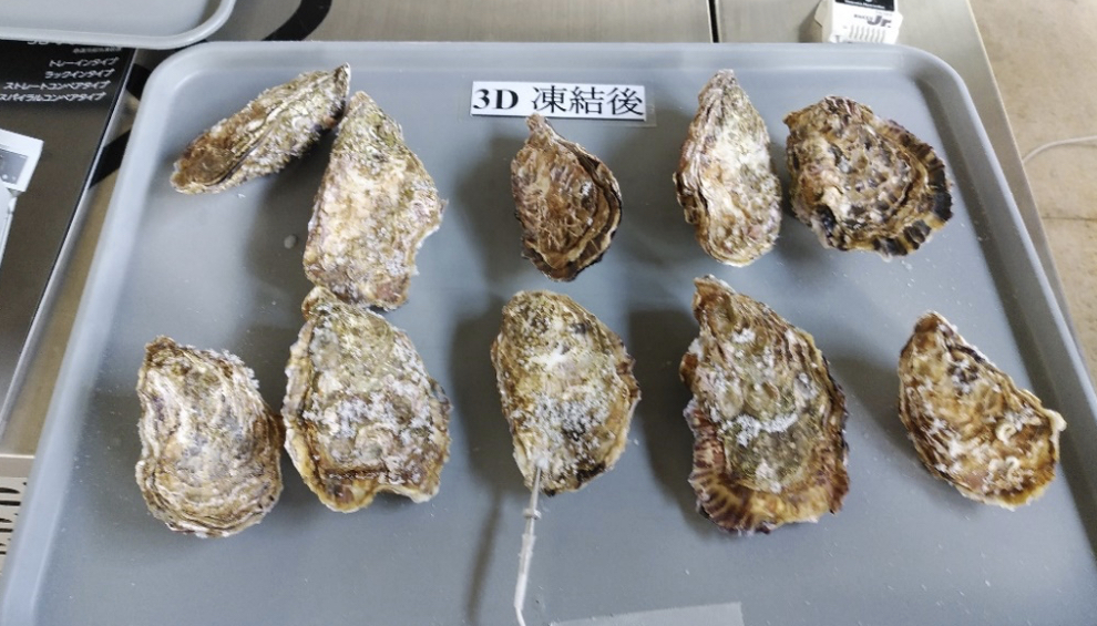 トレーに載せられた急速冷凍された10個の殻付き牡蠣