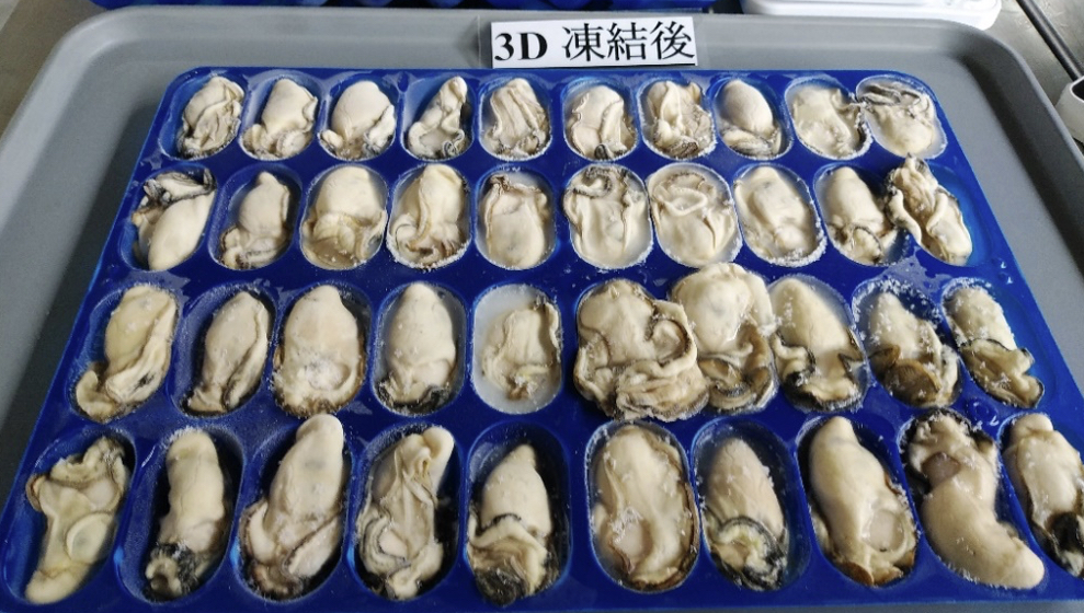 トレーに載せられたたくさんの急速冷凍後のむき身の牡蠣