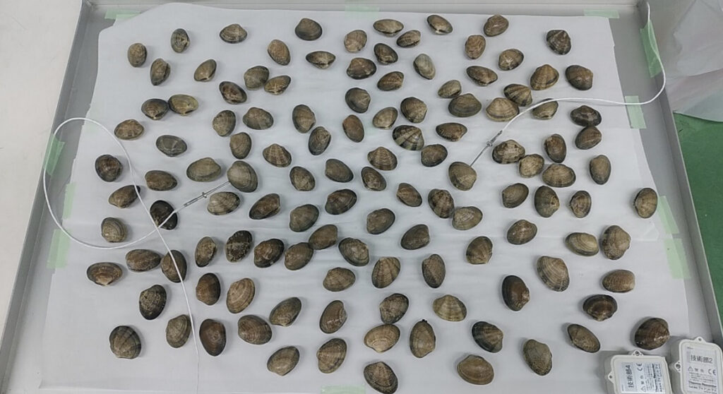 トレーに並べられたたくさんのあさり