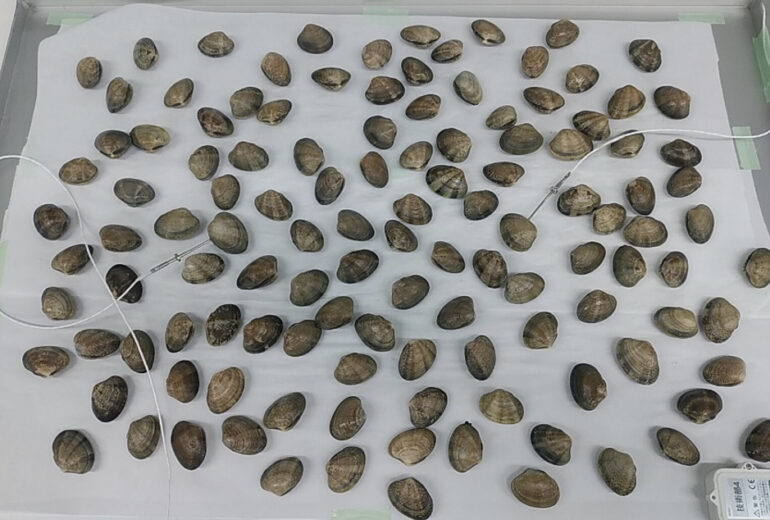 トレーに並べられたたくさんのあさり