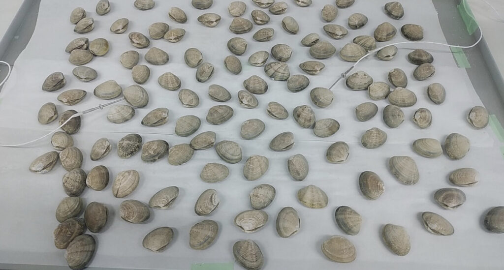 トレーに並べられたたくさんのあさりが急速冷凍された状態