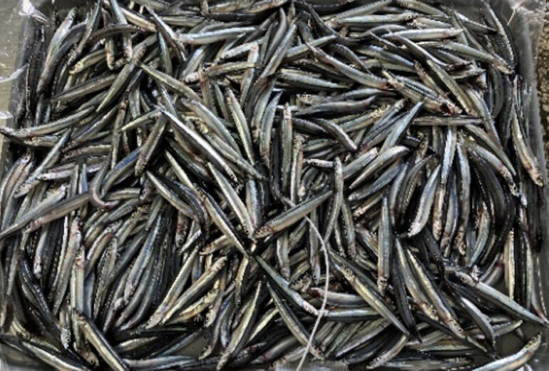 トレイに満タンに盛られたきびなご