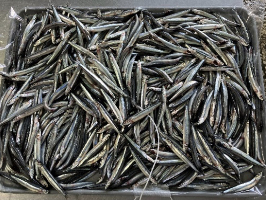 トレイに満タンに盛られたきびなご