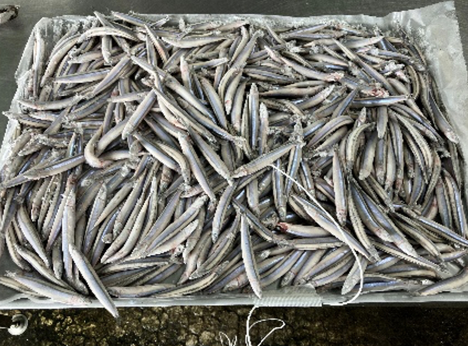 トレイに満タンに盛られた急速冷凍後のきびなご