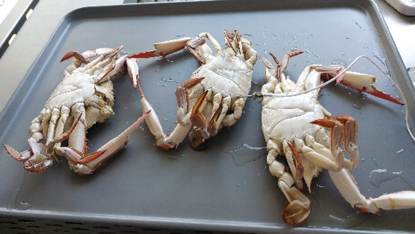 トレーに並べられたボイルに急速冷凍された３匹のカニ