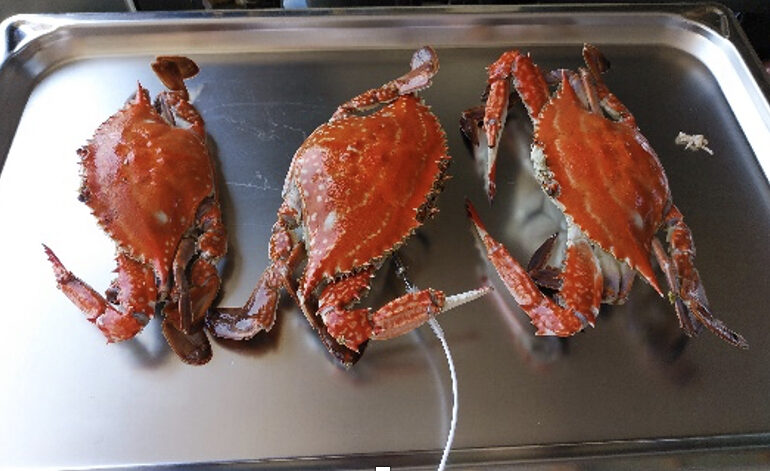 トレーに並べられた３匹のカニ