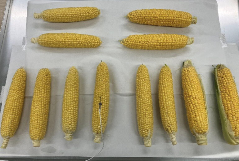 トレーに並べられたとうもろこし