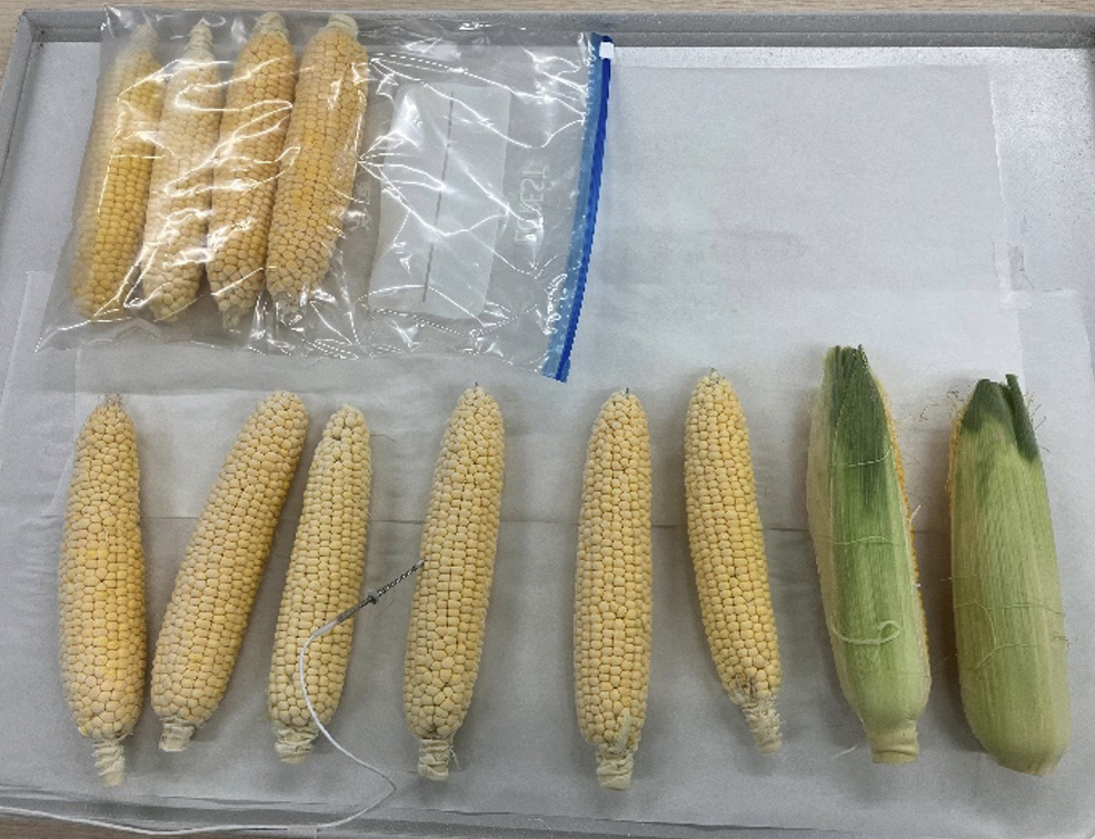トレーに並べられた急速冷凍後のとうもろこし