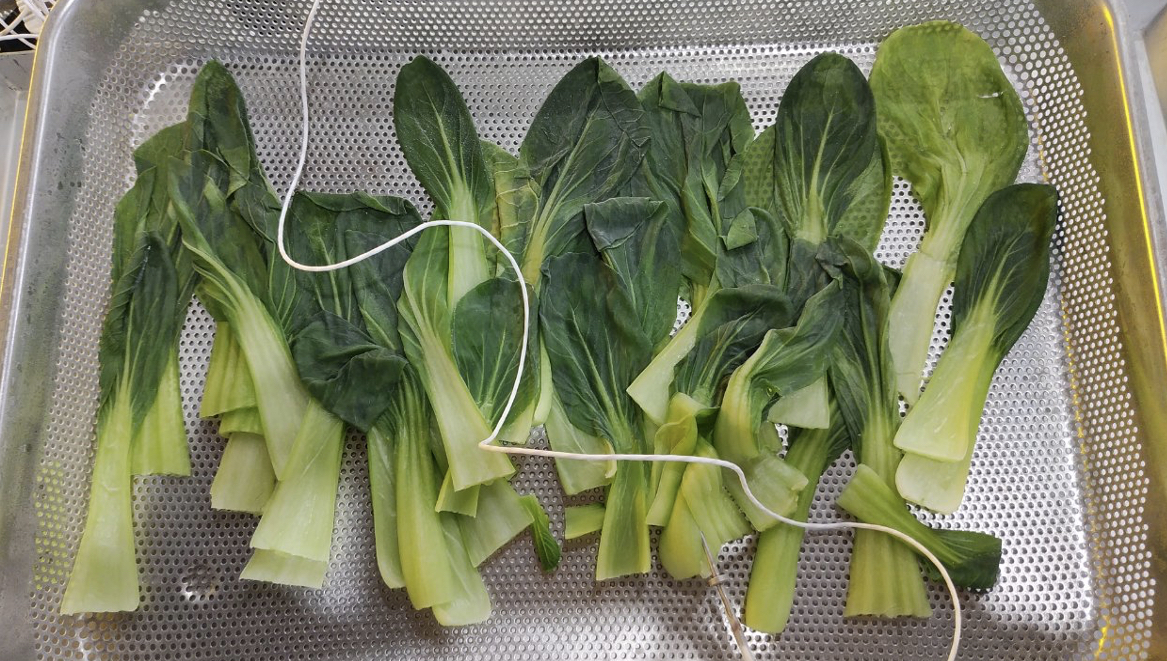 穴あきアルミトレーに濃緑の葉と淡緑の太い茎が付いたチンゲンサイを広げ、上部から伸びた白いコードと細い温度センサーを中央の茎へ通した状態