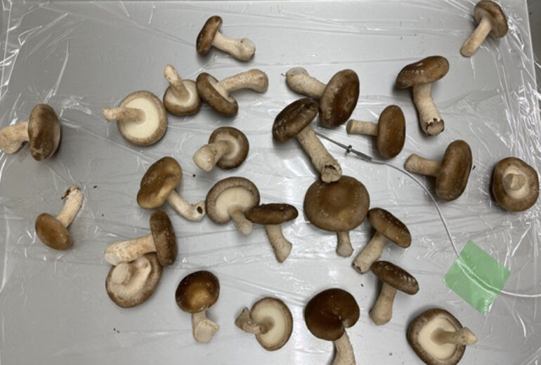 トレーにたくさん盛られた生しいたけ