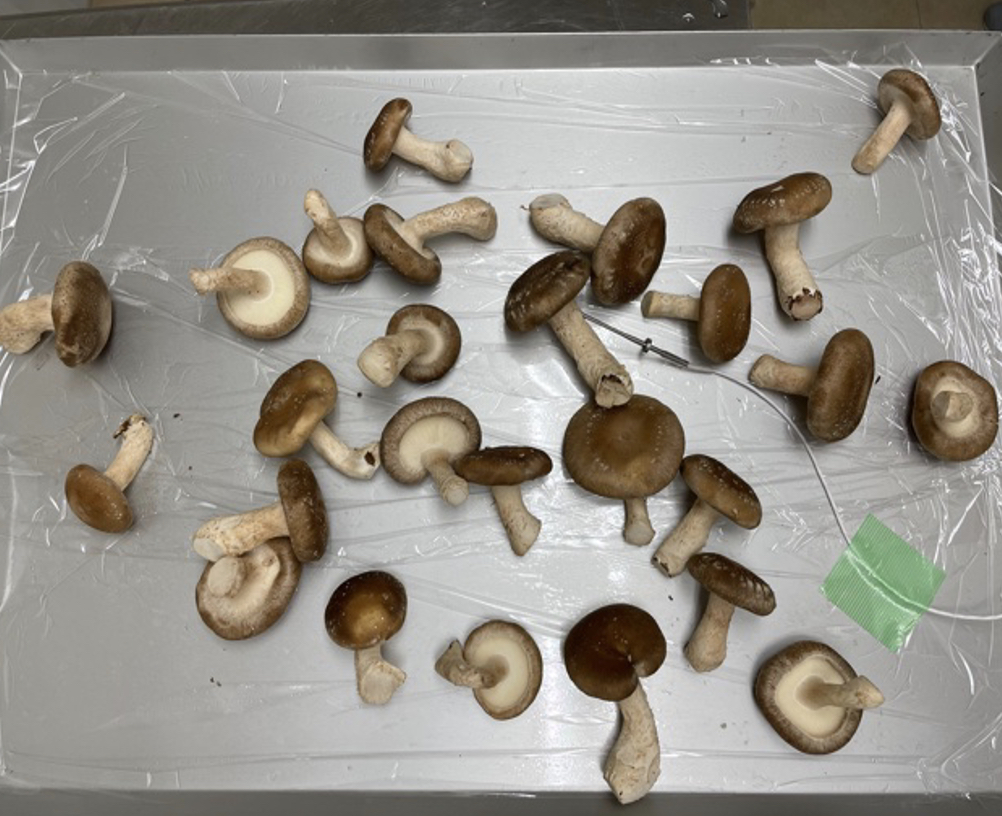 トレーにたくさん盛られた生しいたけ