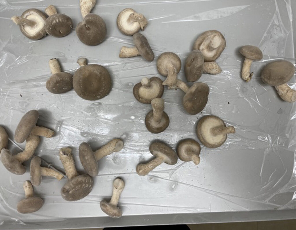 急速冷凍されたトレーにたくさん盛られた生しいたけ