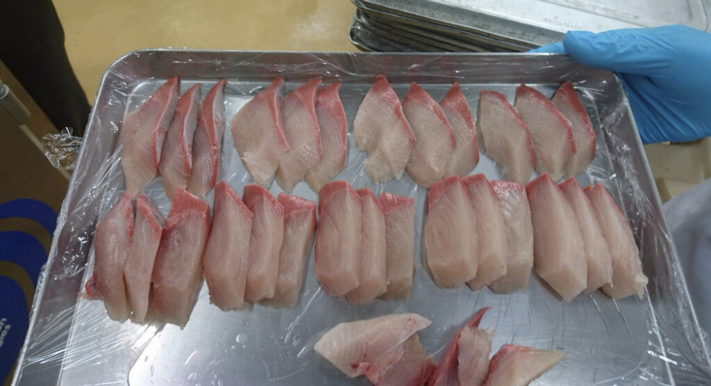 トレーにのせられたたくさんのぶりの切り身