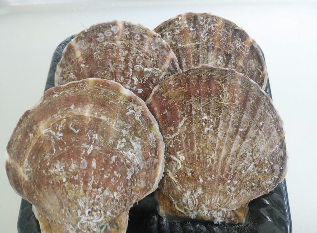 急速冷凍されたトレーの上にのせられたホタテ殻つき