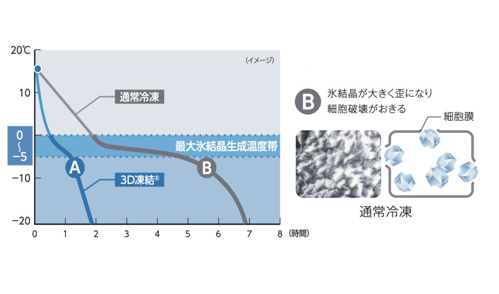 緩慢冷凍（通常冷凍）の温度曲線と氷結晶の写真