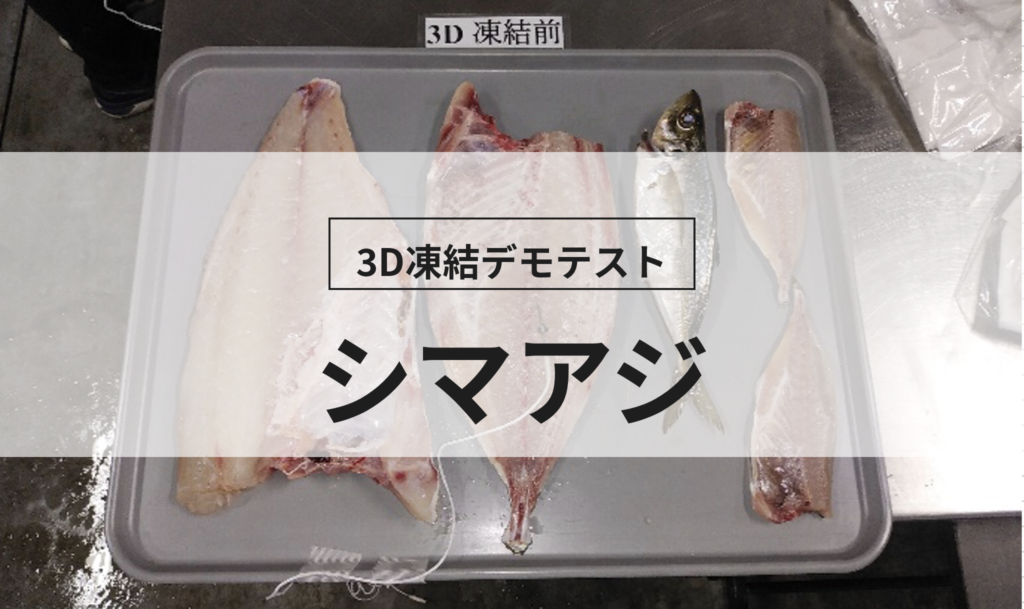 3D凍結デモテストに使用するシマアジ（冷凍前）の写真