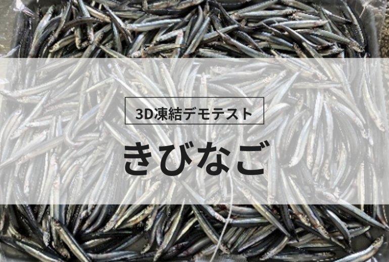 3D凍結デモテストに使用するきびなご（冷凍前）の写真