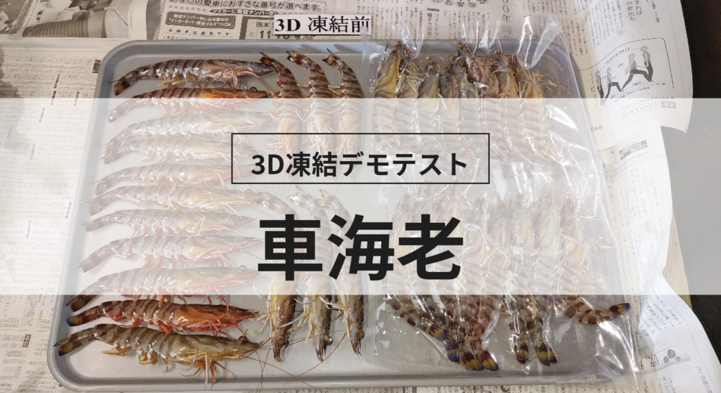 3D凍結デモテストに使用する車海老（冷凍前）の写真