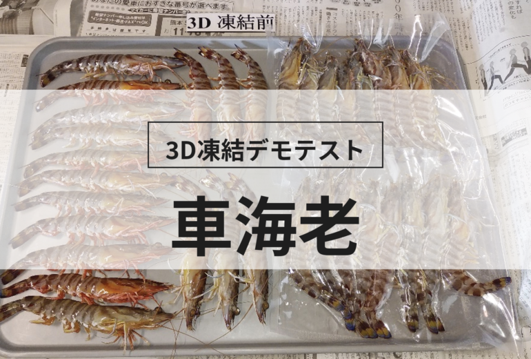 3D凍結デモテストに使用する車海老（冷凍前）の写真