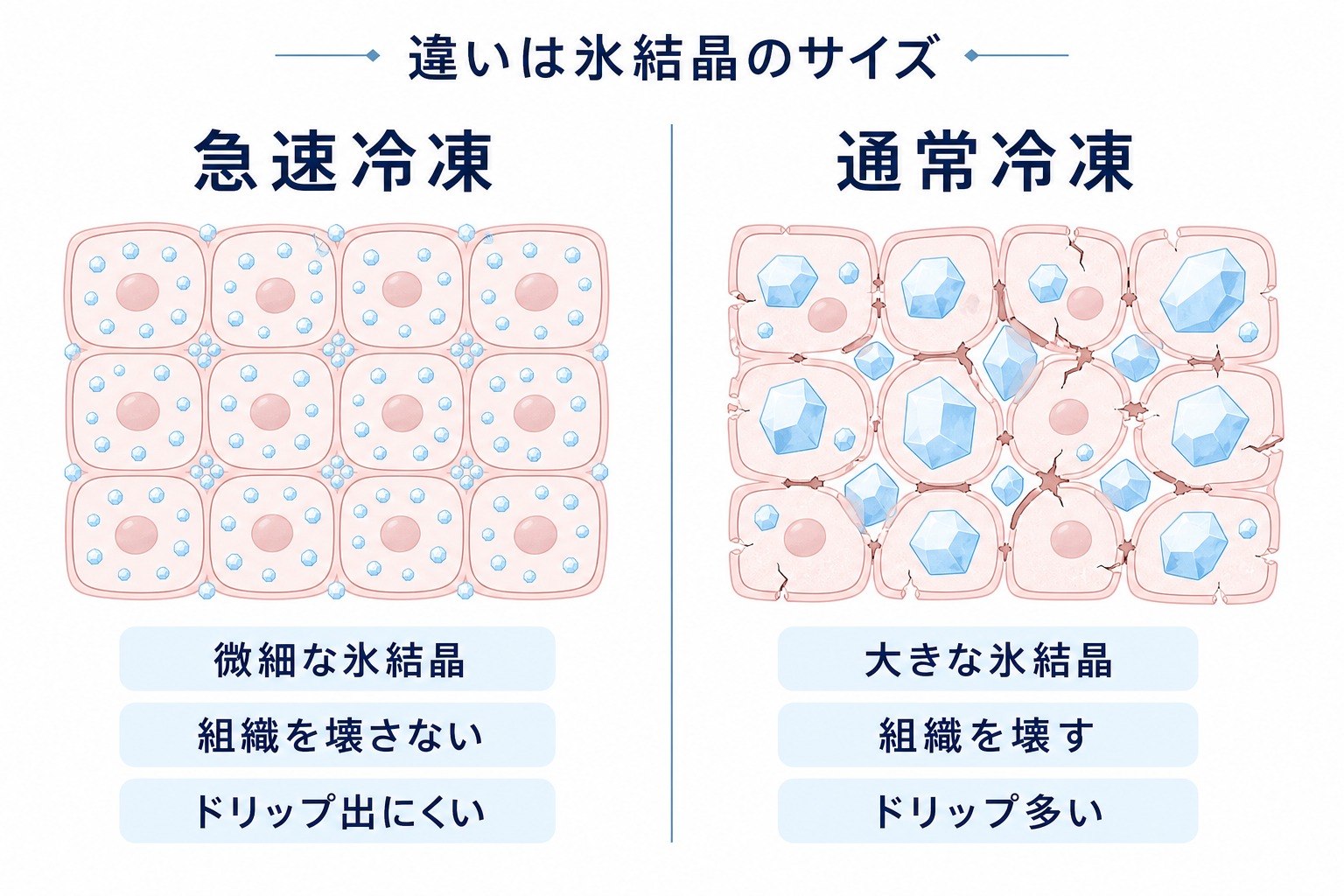 急速冷凍は微細な氷結晶で組織を壊さず通常冷凍は大きな氷結晶で細胞を壊すという氷結晶サイズの違いを左右で比較した図解